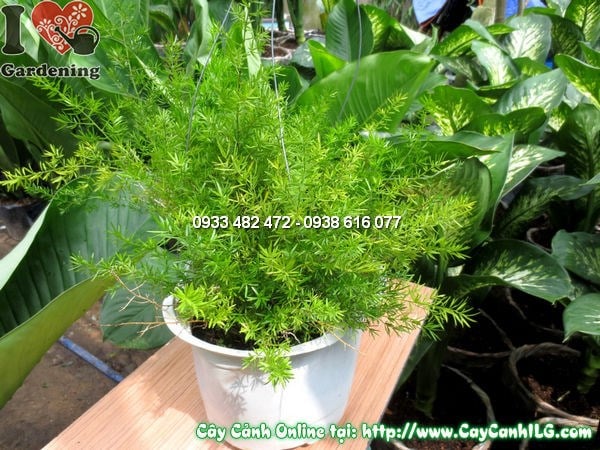 Cây Thiên Môn Đông (Cao 30cm – Ms:11632)