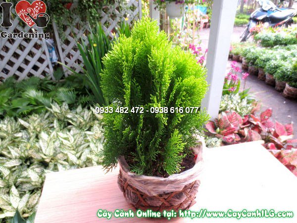Cây Thuộc bài (Cao 30cm – Ms: 11646)