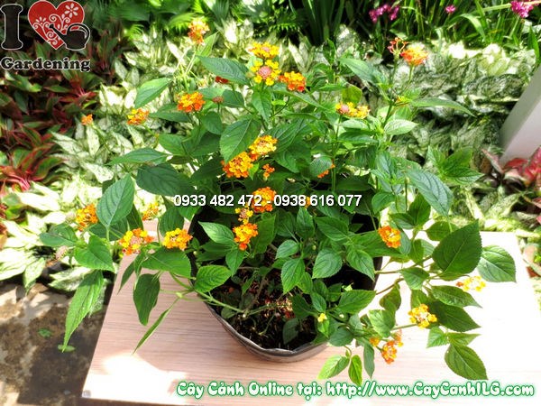 Cây Ngũ Sắc (Cao 30cm – Ms:11644)