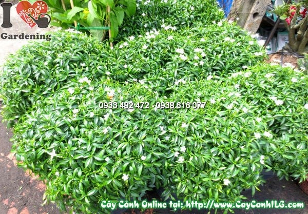 Cây Mai Vạn Phúc (Cao 40cm – Ms:11670)