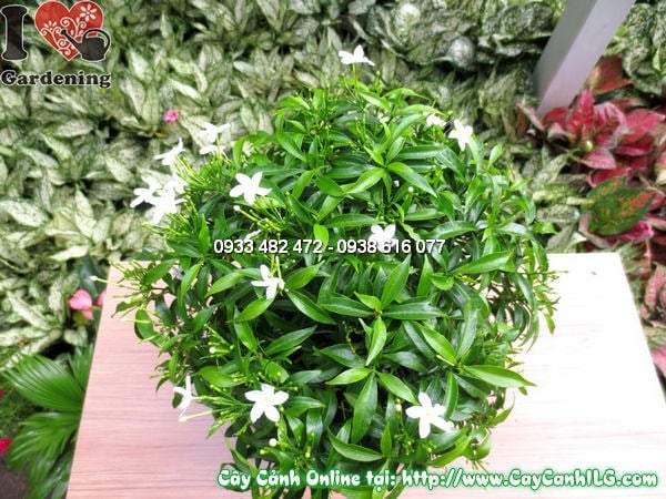 Cây Mai Vạn Phúc (Cao 30cm – Ms:11693)