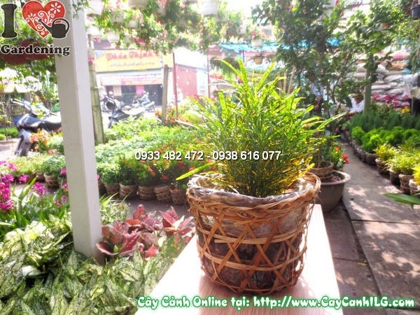 Cây Cô Tòng (Cao 20cm – Ms:11713)