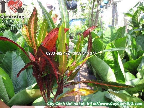 Cây Cô Tòng Đuôi Lươn (Cao 35cm – Ms:11717)