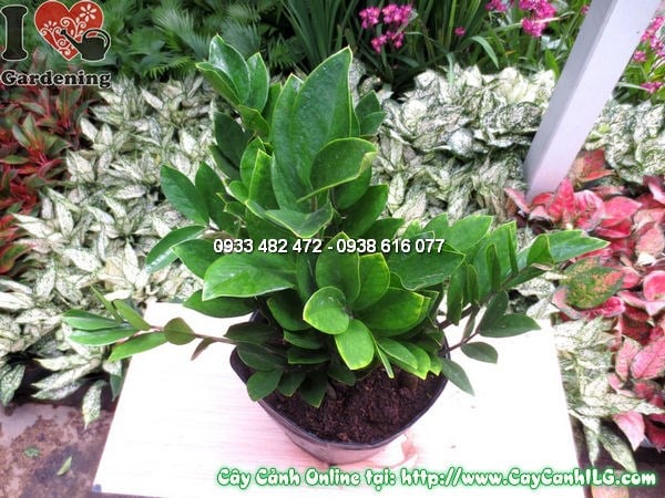 Cây Kim Tiền (Cao 35cm – Ms:11749)