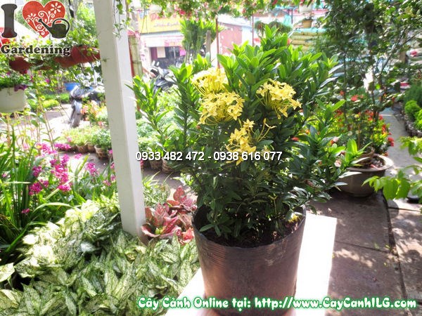 Cây Mẫu Đơn Vàng (Cao 35cm – Ms:11773)