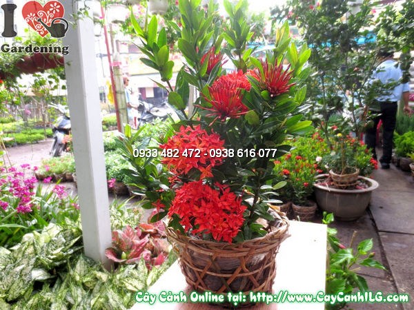 Cây Mẫu Đơn Đỏ (Cao 30cm – Ms: 11780)