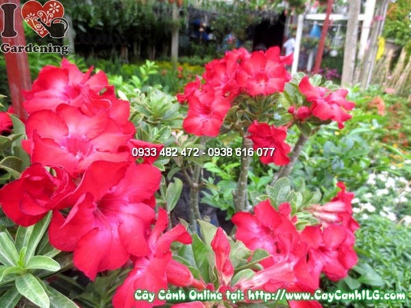Cây Hoa Hồng Sa Mạc (Cao 45cm – Ms: 11787)
