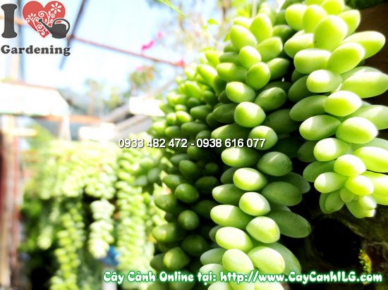 Cây Sen Đá Chuỗi Ngọc (Cao 10cm – Ms: 11889)