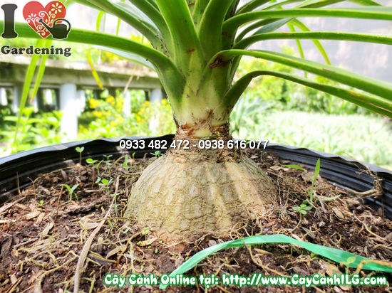 Cây Náng Đế (Cao 50cm – Ms: 11993)