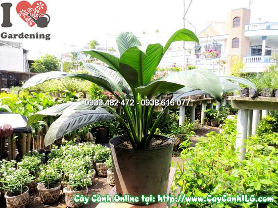 Cây Lan Ý Mỹ (Cao 65cm – Ms:12000)
