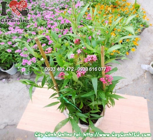 Cây Liễu Mai (Cao 35cm – Ms:12014)