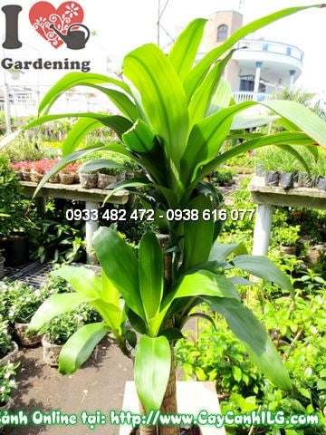 Cây Thiết Mộc Lan (Cao 110cm – Ms: 12029)