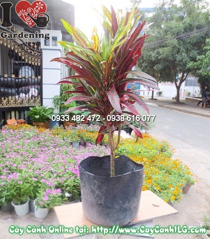 Cây Cô Tòng Đuôi Lươn (Cao 50cm – Ms: 12037)