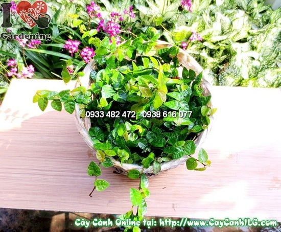 Cây Trâu Cổ (Cao 15cm – Ms: 12039)