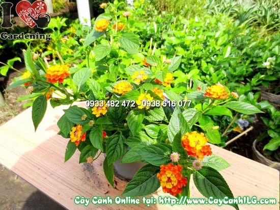 Cây Ngũ Sắc (Cao 15cm – Ms:12046)