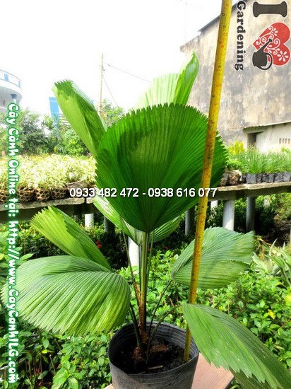 Cây Kè Nhật (Cao 80cm – Ms: 12060)