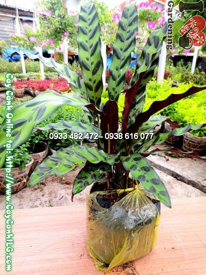 Cây Dong Vằn (Cao 30cm – Ms:12069)
