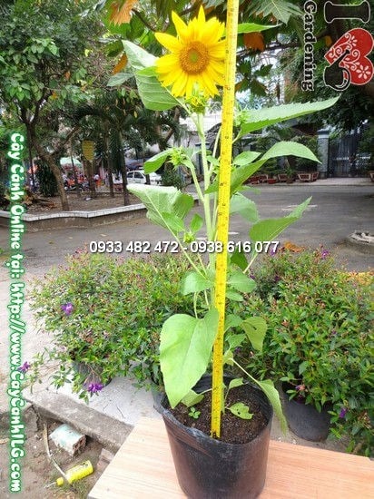 Cây Hoa Mặt Trời (Cao 80cm – Ms: 12076)