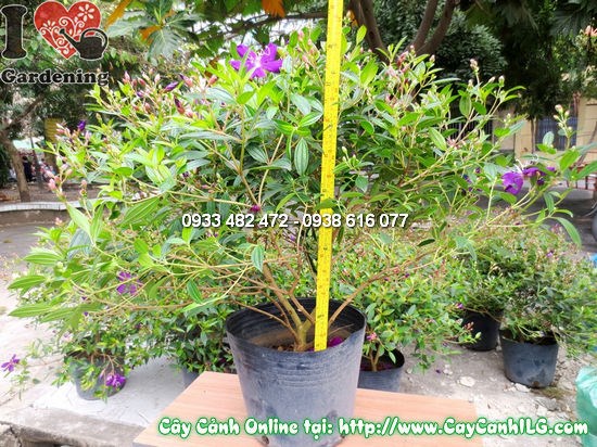 Cây Đào Kim Nương (Cao 55cm – Ms:12084)