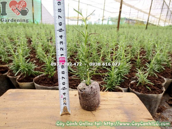 Cây Hương Thảo Giống (Cao 10cm – Ms: 13300)