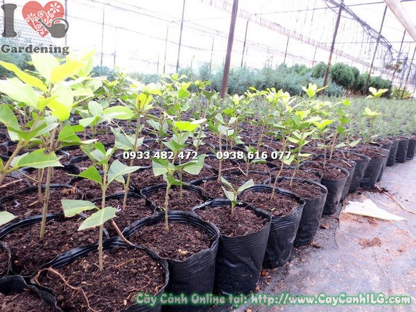Cây Mai Xanh Giống (Ms: 13332 )