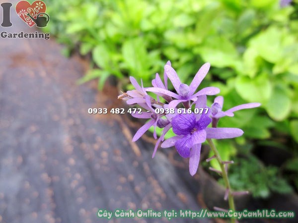 Cây Mai Xanh Giống (Cao 50cm – Ms:13338 )