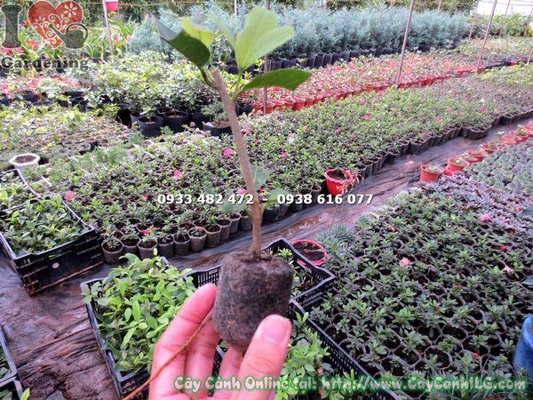 Cây Mai Xanh Giống Trong Viên Nén (Cao 10cm – Ms: 13354 )