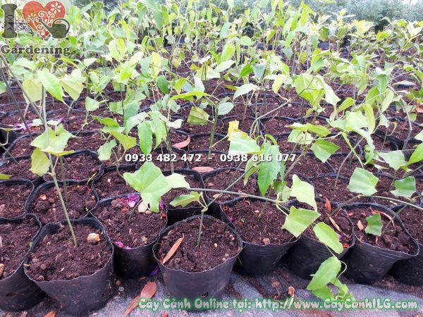 Cây Móng Cọp Vàng Giống (Ms: 13359 )