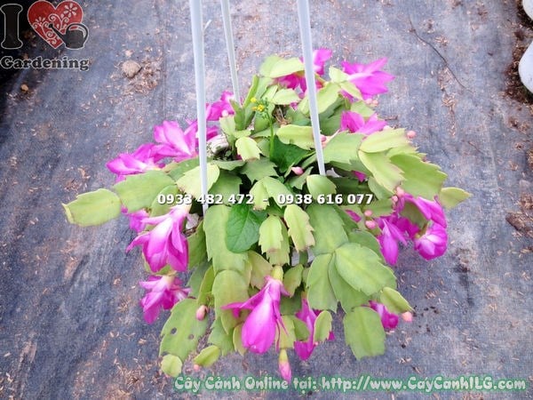 Cây Nhật Quỳnh Hoa Hồng (Ms: 13365 )