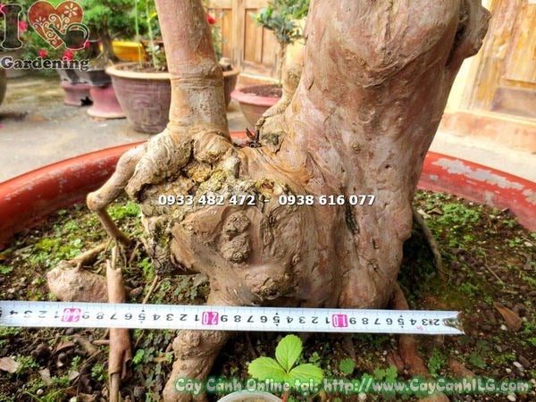 Cây Ổi Sim Nhật Bonsai (Cao 1m7 – Ms: 13376 )