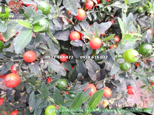 Cây Ớt Bi (Cao 30cm – Ms: 13386)