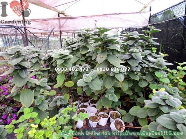 Cây Sim Mỹ Hoa Chùm (Cao 1m2 – Ms: 13392)