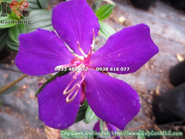 Cây Sim Thái Giống (Cao 12cm – Ms:13399 )