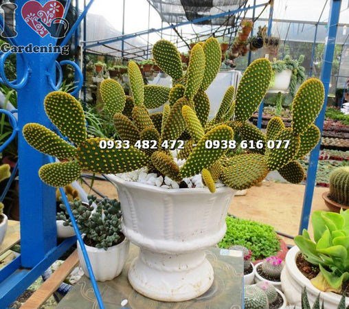 Cây Xương Rồng Tai Thỏ Lớn Nhất (Ms: 14255 )