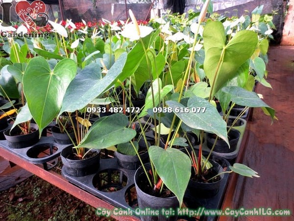 Cây Đại Hồng Môn Hoa Trắng (Cao 30cm, Chậu Nhỏ – Ms: 14254)