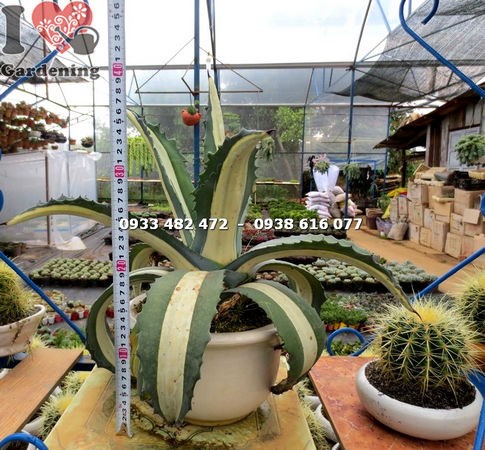 Cây Dứa Agao Mới (Ms: 14257 )