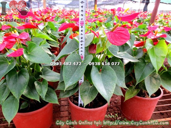 Cây Tiểu Hồng Môn Hoa Đỏ Chậu Lớn (Cao 30cm – Ms: 14280 )
