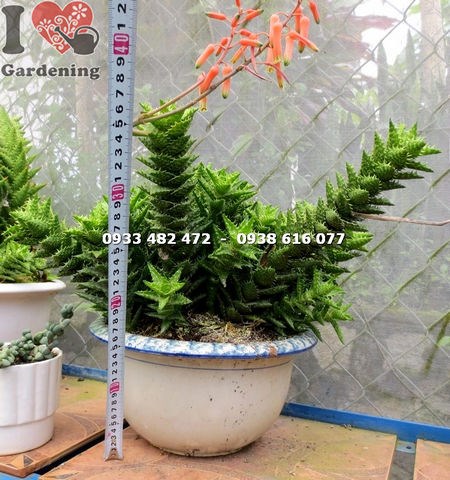 Cây Sen Đá Hàm Cá Mập Lớn Có Hoa (Ms:14292 )