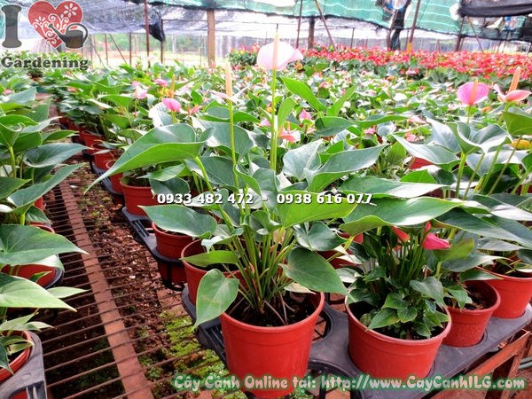 Cây Tiểu Hồng Môn Chậu Trung (Cao 30cm – Ms: 14321 )