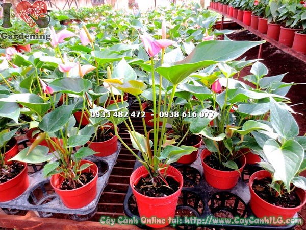 Cây Tiểu Hồng Môn Chậu Nhỏ (Cao 30cm – Ms: 14339)