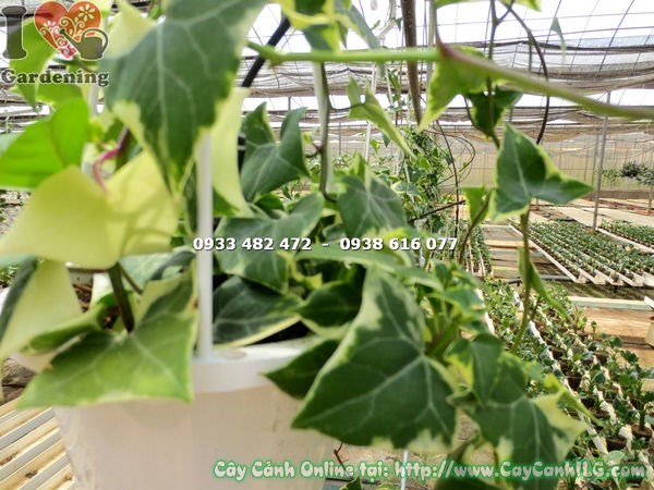 Cây Thường Xuân Cẩm Thạch Lá Dày (Có Hoa) (Ms:14340 )