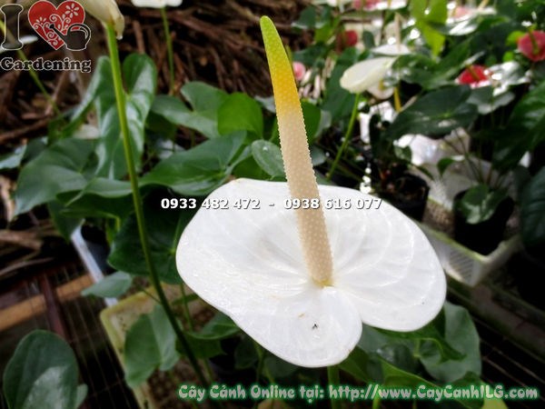 Cây Đại Hồng Môn Hoa Trắng (Cao 40cm – Ms: 14353)