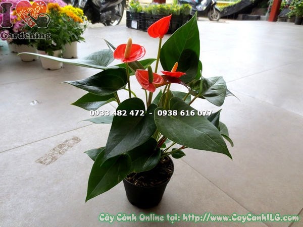 Cây Tiểu Hồng Môn Màu Cam (Cao 25cm – Ms: 14382)