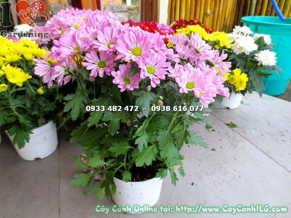 Cây Hoa Cúc Tím Nhạt Mini (Cao 25cm – Ms: 14395)