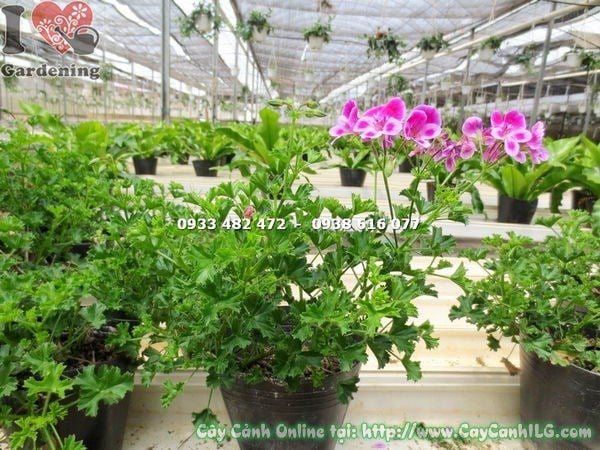 Cây Phong Lữ Thảo Treo (Cao 20cm – Ms: 14433 )