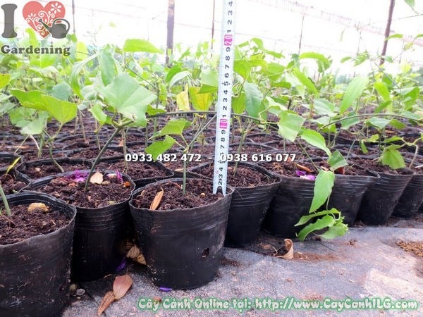 Cây Hàm Cọp Vàng Giống (Ms: 16678)