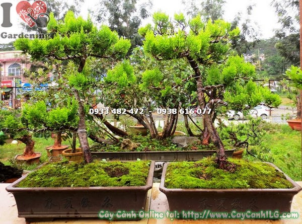 Cây Thuộc Bài Bonsai (Cao 40cm – Ms:16680 )