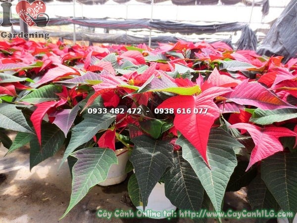 Cây Nhất Phẩm Hồng Hoa Đỏ (Cao 20cm – Ms: 16713 )