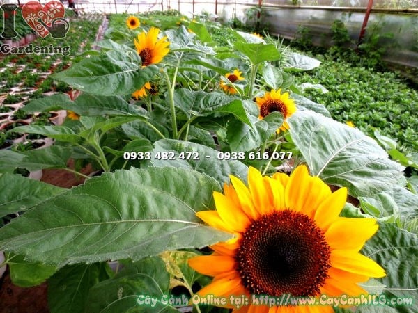 Cây Hoa Mặt Trời Loại Nhỏ (Cao 60cm – Ms: 16684)