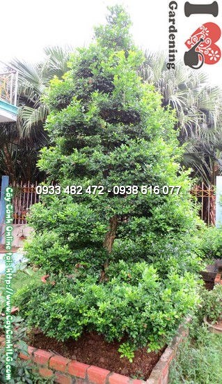 Cây Quý Cắt Tháp Lớn (Cao 3,5m – Ms:12426)
